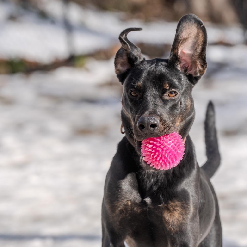 Enlarge Harry, a Adoptable mixed breed in Pawling, NY image 5/6