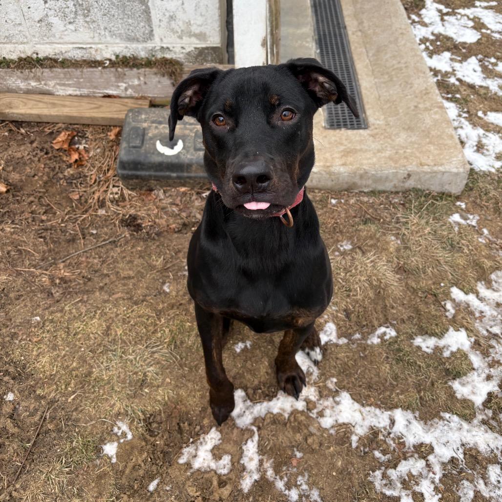 Enlarge Harry, a Adoptable mixed breed in Pawling, NY image 5/6