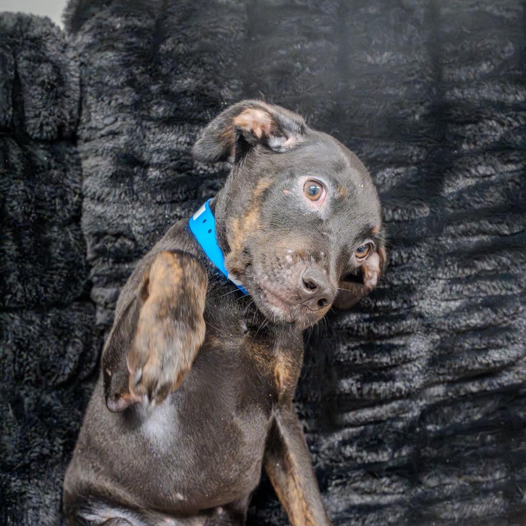 Enlarge Harry, a Adoptable mixed breed in Pawling, NY image 6/6