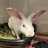Adam, Adoptable, Young Male Californian.