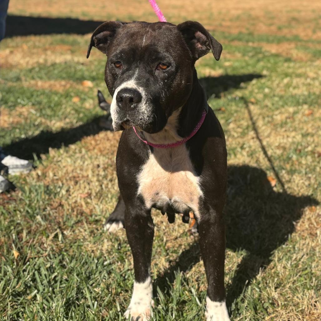 Amara, a Adoptable Mixed Breed in Mebane, NC image 1/2