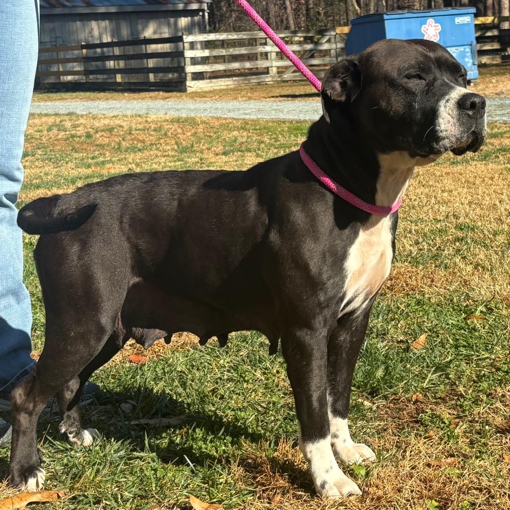 Amara, a Adoptable Mixed Breed in Mebane, NC image 2/2