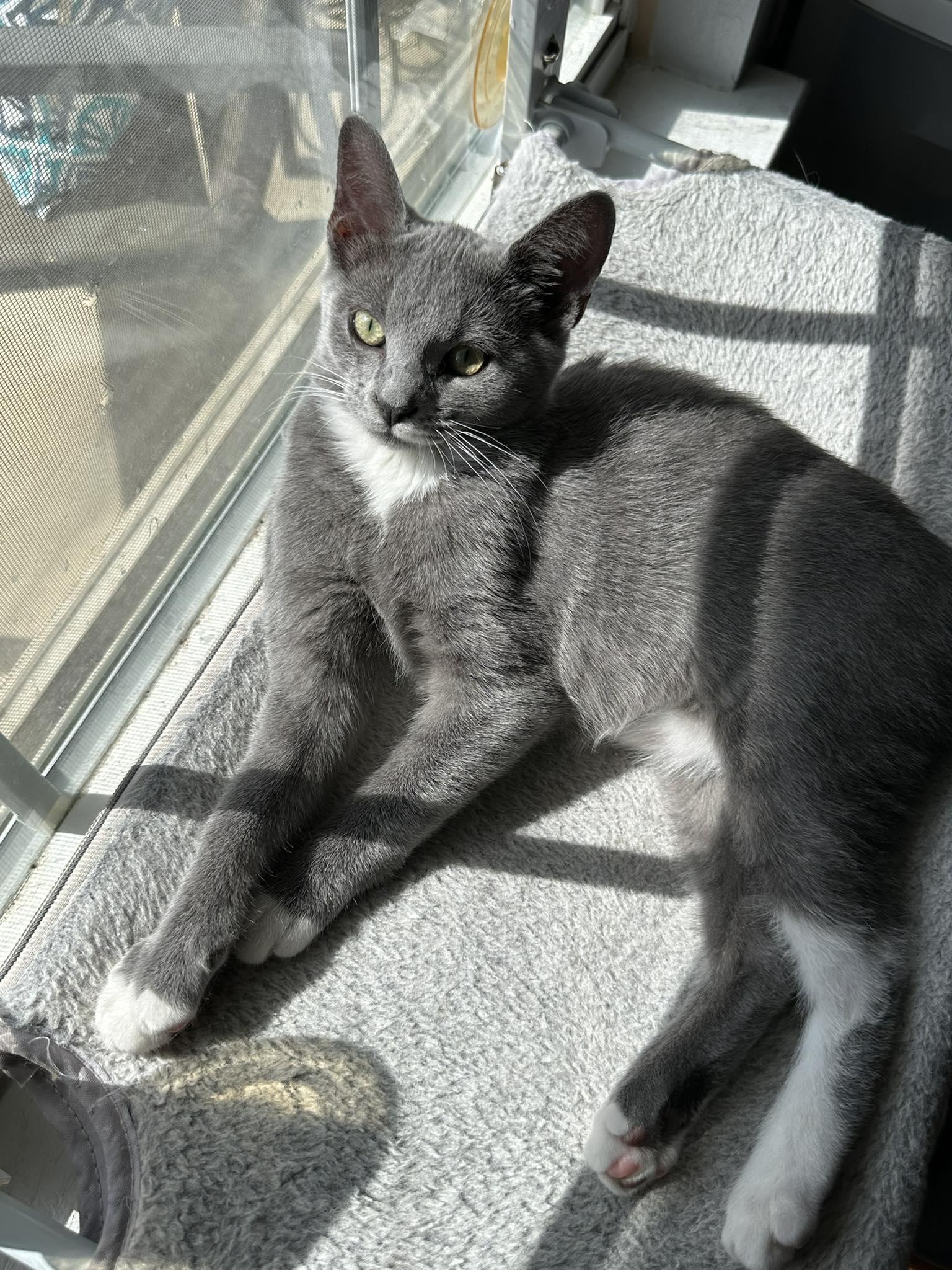 Mellie, Adopted, Kitten Female Domestic Short Hair.