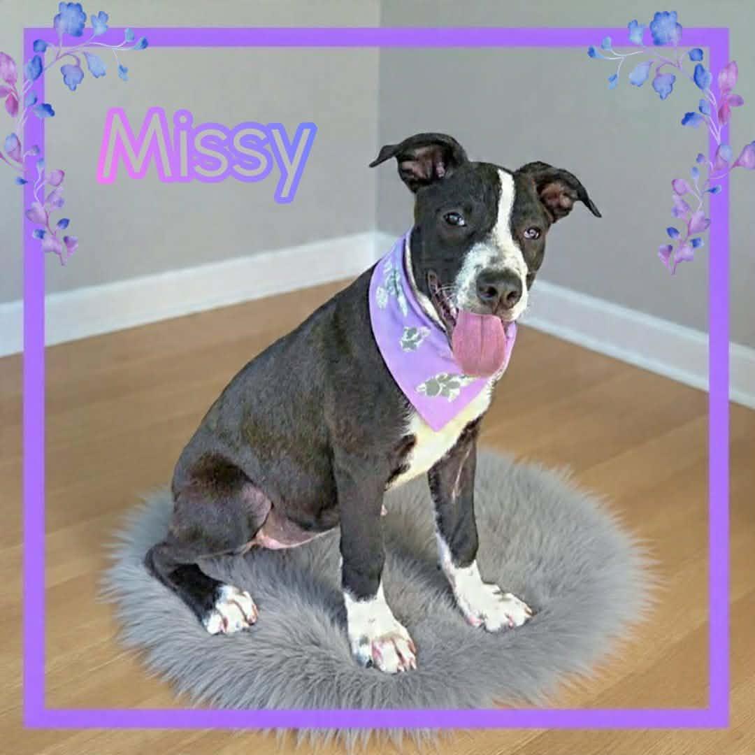 Enlarge Missy, a ADOPTABLE mixed breed in Grove, OK image 4/4