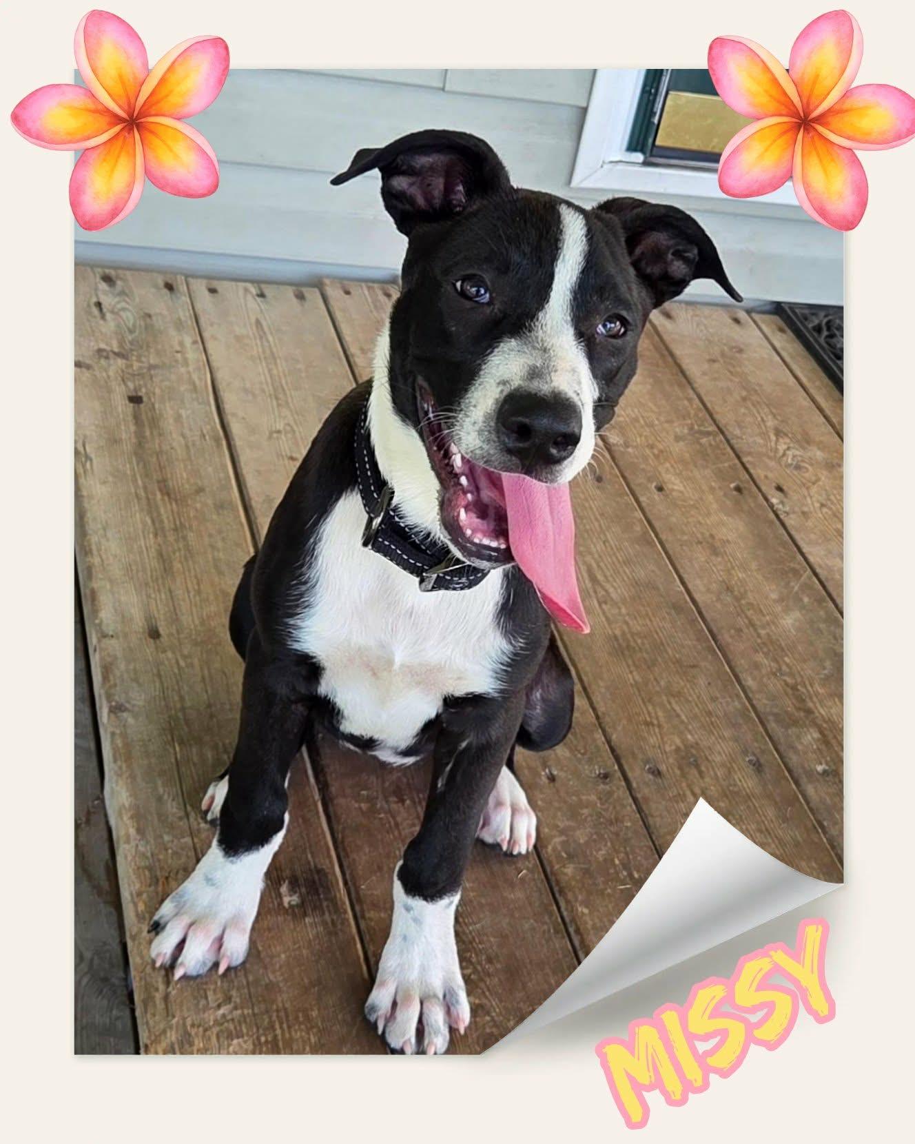Enlarge Missy, a ADOPTABLE mixed breed in Grove, OK image 2/4