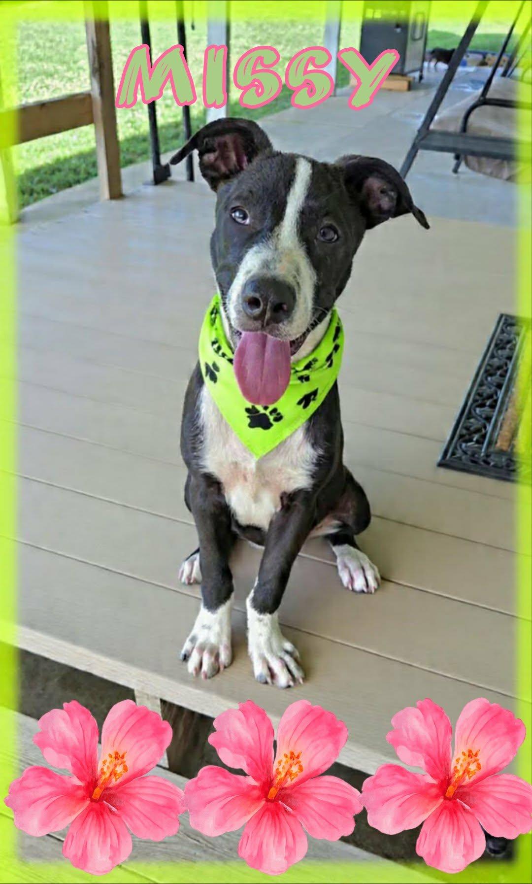 Enlarge Missy, a ADOPTABLE mixed breed in Grove, OK image 1/4