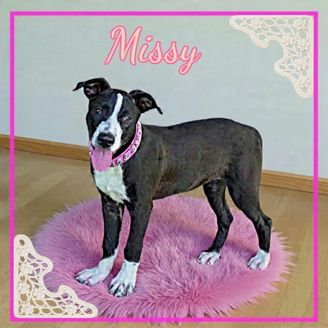 Enlarge Missy, a ADOPTABLE mixed breed in Grove, OK image 3/4