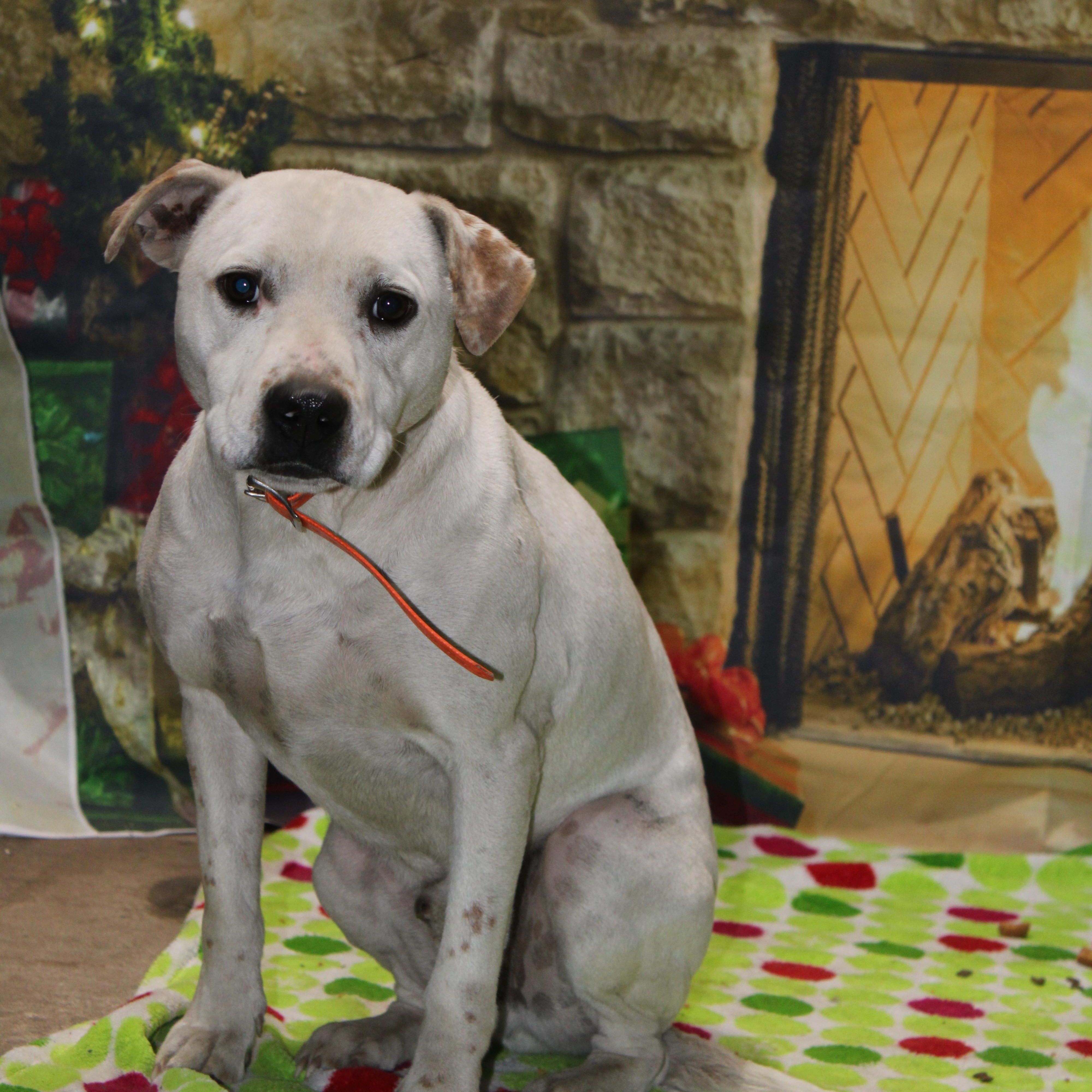 Enlarge Spook, a Adoptable mixed breed in Watertown, SD image 1/4