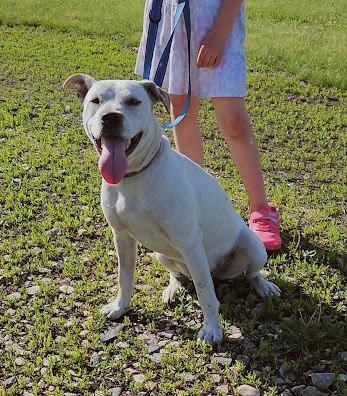 Enlarge Spook, a Adoptable mixed breed in Watertown, SD image 2/4