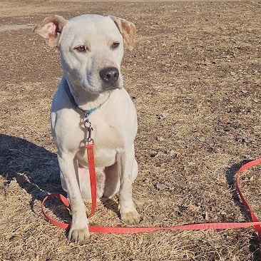 Enlarge Spook, a Adoptable mixed breed in Watertown, SD image 3/4