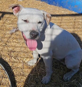 Enlarge Spook, a Adoptable mixed breed in Watertown, SD image 4/4