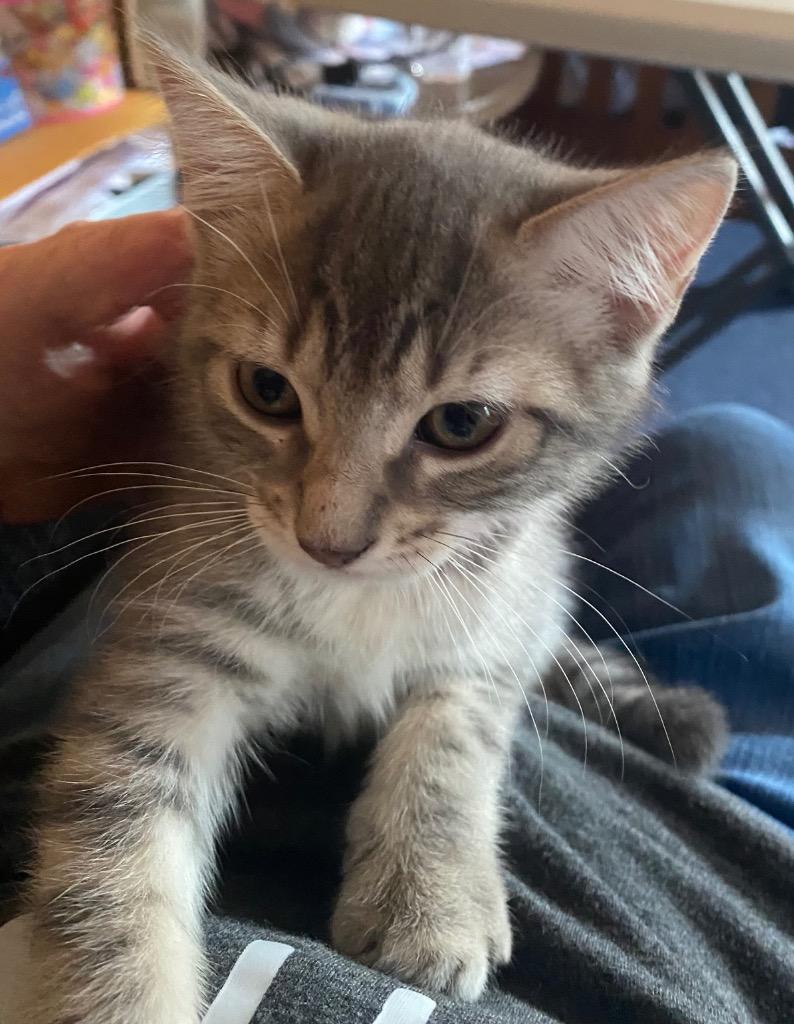 Sunshine, Adoptable, Kitten Female Domestic Short Hair.