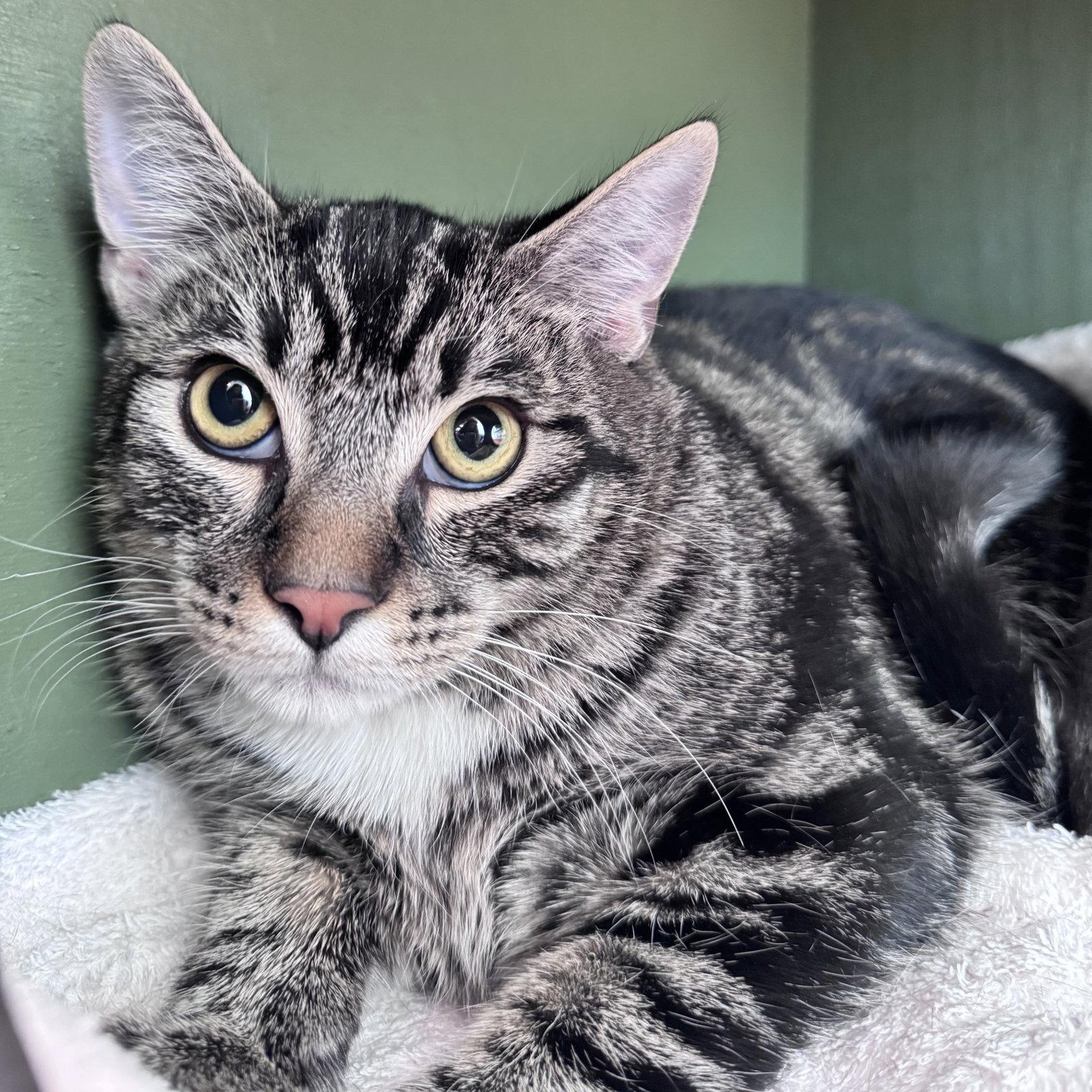 Enlarge Fudge, a Adoptable Domestic Short Hair in Burlingame, CA image 1/2