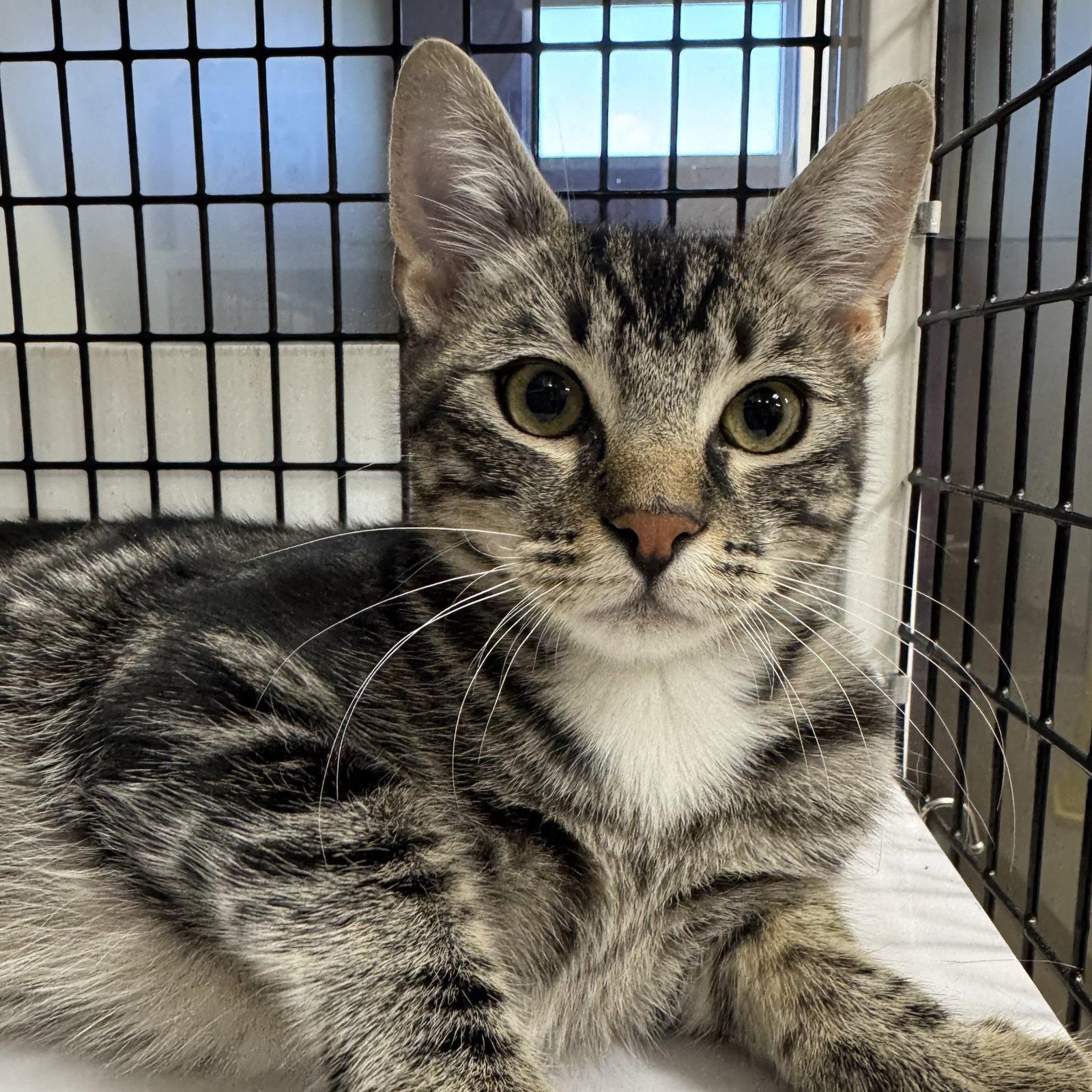 Enlarge Fudge, a Adoptable Domestic Short Hair in Burlingame, CA image 2/2