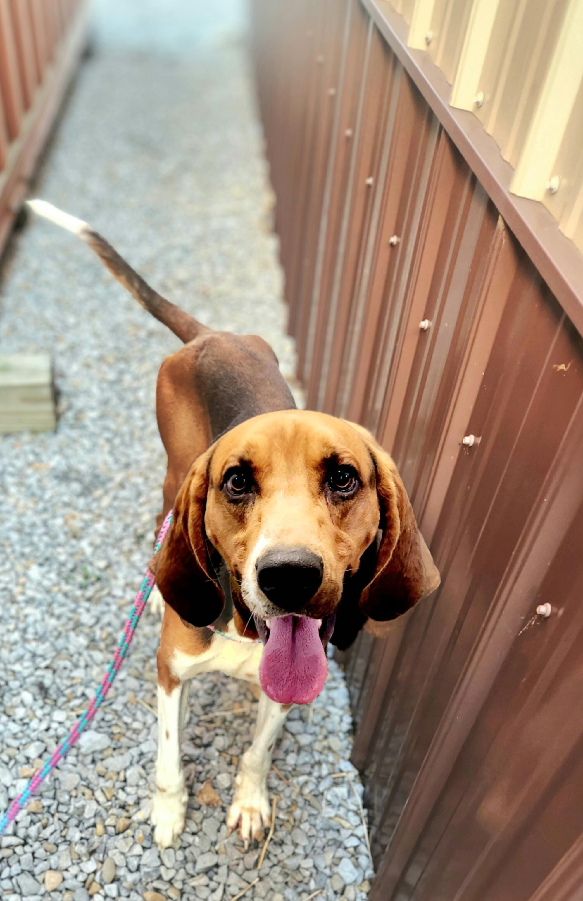 Enlarge Red, a ADOPTABLE Coonhound in Greenville, KY image 1/1