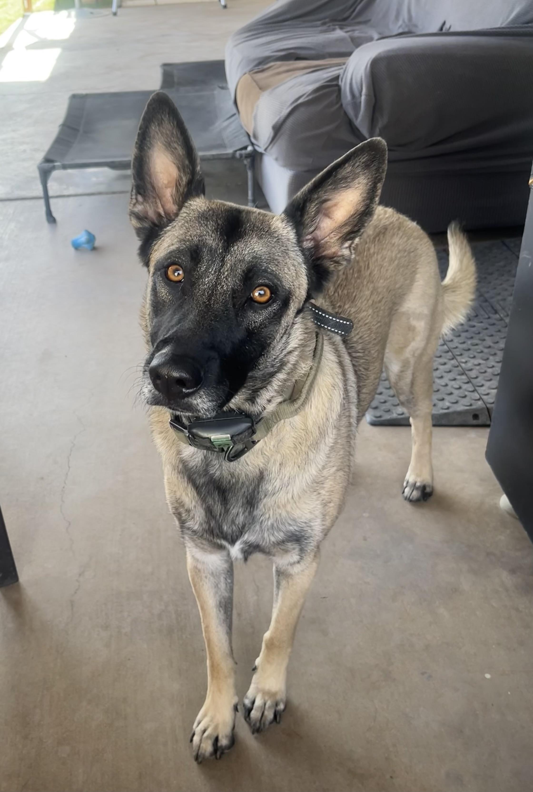 Enlarge Sasha, a ADOPTABLE Belgian Shepherd / Malinois in Phoenix, AZ image 1/5