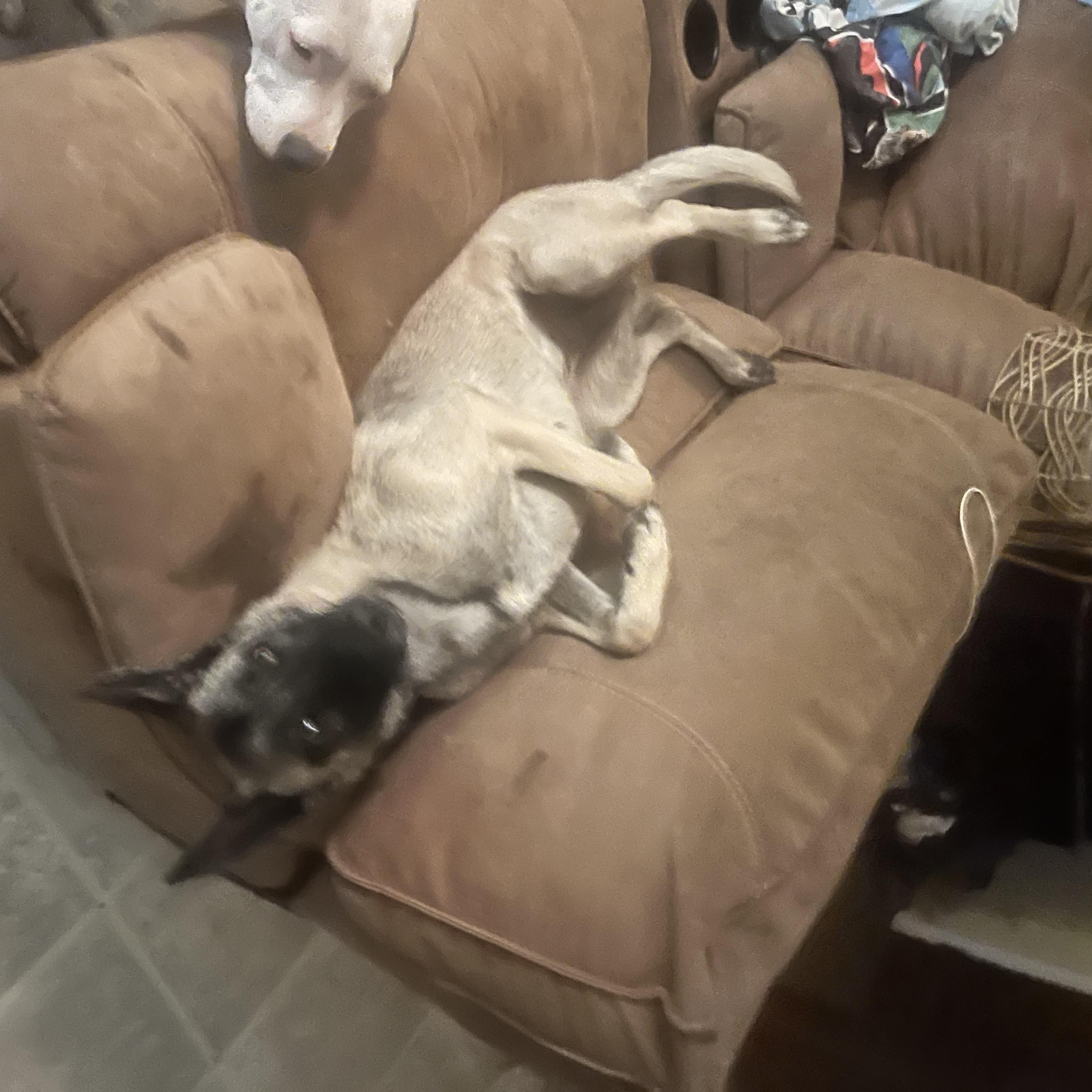 Enlarge Sasha, a ADOPTABLE Belgian Shepherd / Malinois in Phoenix, AZ image 4/5