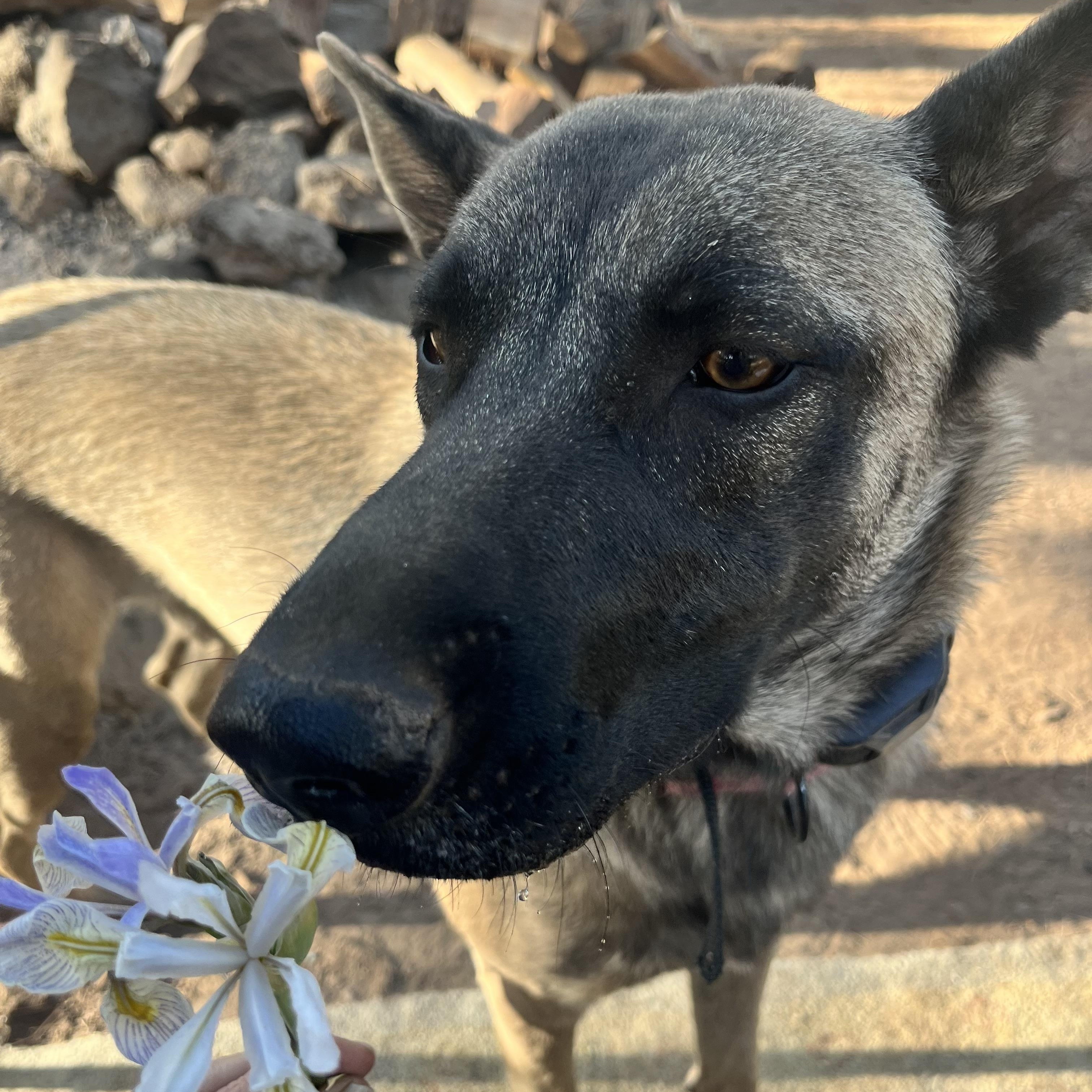 Enlarge Sasha, a ADOPTABLE Belgian Shepherd / Malinois in Phoenix, AZ image 2/5