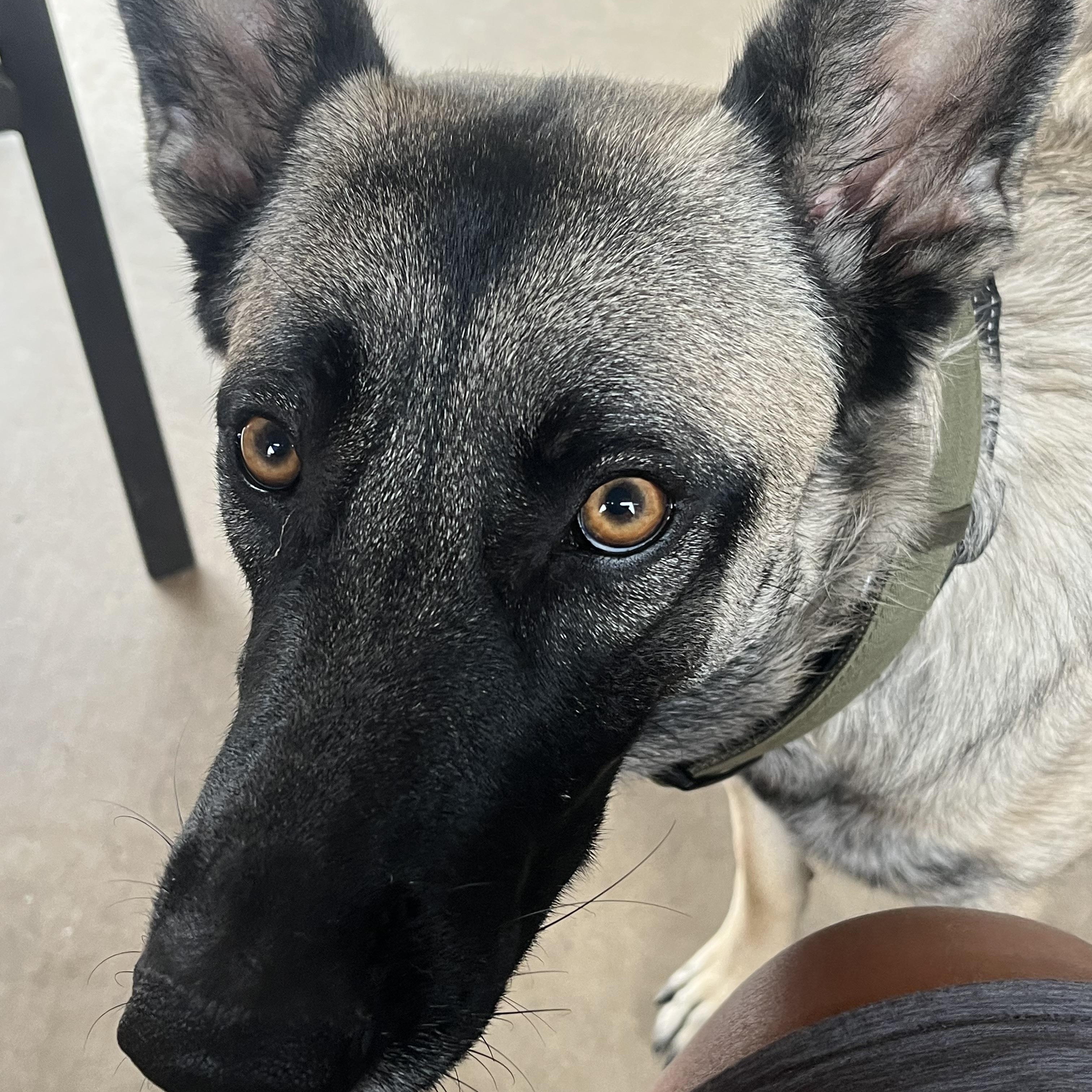 Enlarge Sasha, a ADOPTABLE Belgian Shepherd / Malinois in Phoenix, AZ image 3/5