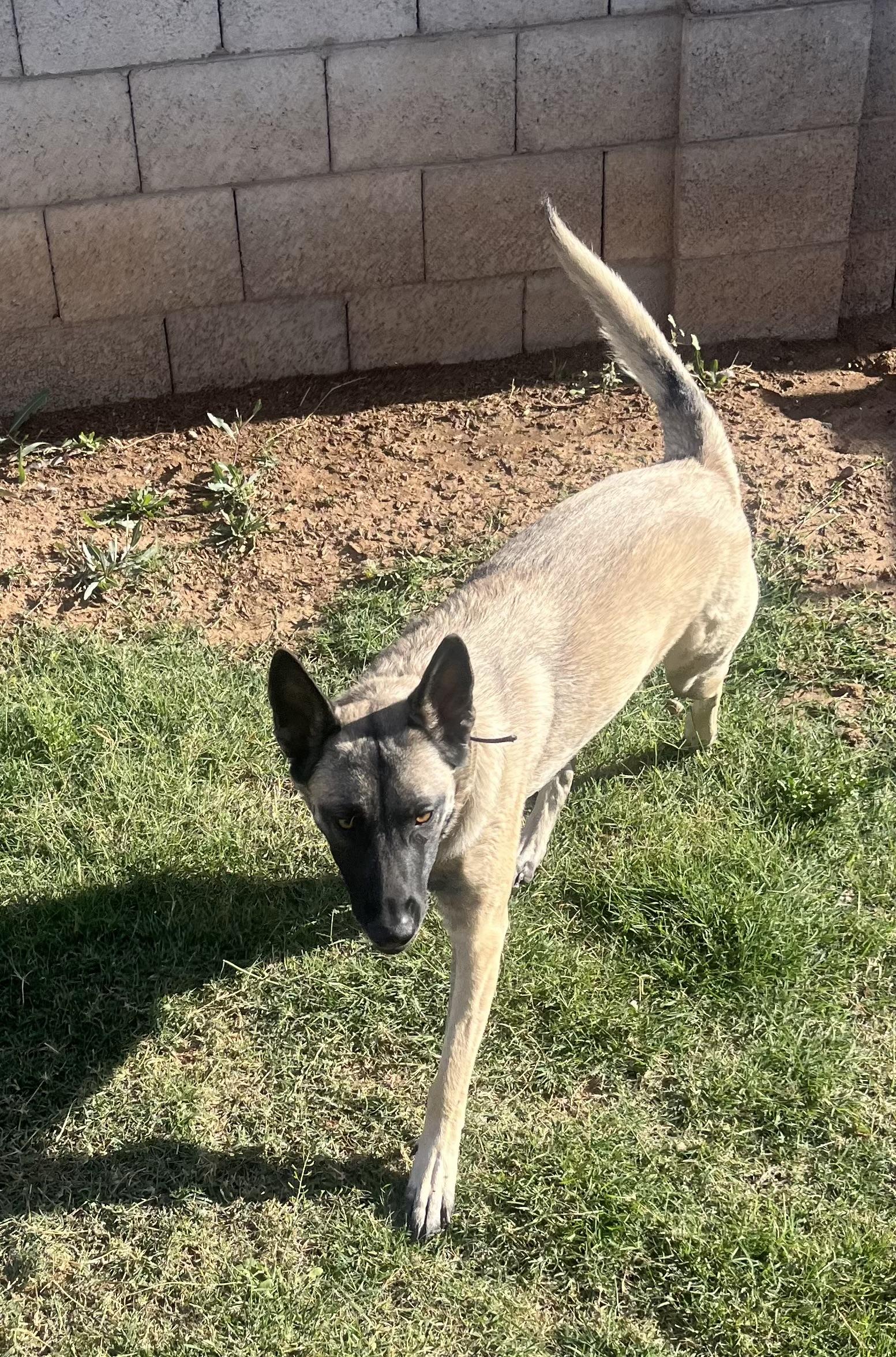 Enlarge Sasha, a ADOPTABLE Belgian Shepherd / Malinois in Phoenix, AZ image 5/5
