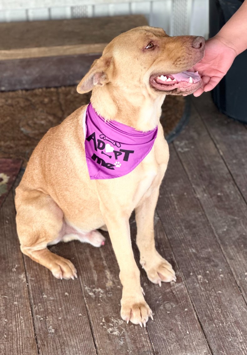 Canelo, a Adoptable mixed breed in Jerome, ID image 2/6