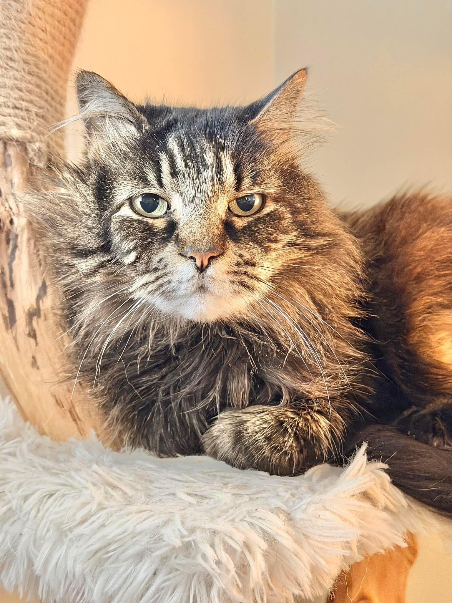 Reginald “Reggie”, Adoptable, Senior Male Maine Coon & Domestic Long Hair.