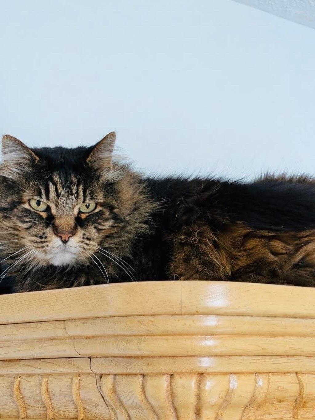 Reginald “Reggie”, a Adoptable mixed breed in Fort Oglethorpe, GA image 5/6