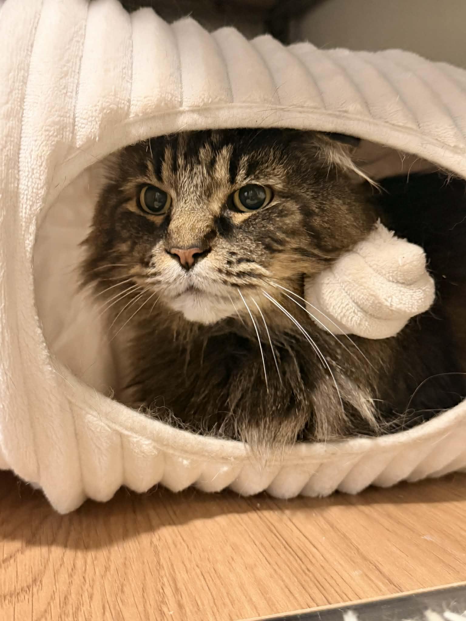 Reginald “Reggie”, a Adoptable mixed breed in Fort Oglethorpe, GA image 3/6