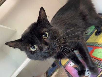 Manta Ray Simmons, Adoptable, Adult Male Domestic Medium Hair & Domestic Short Hair.