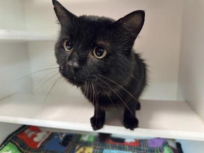 Manta Ray Simmons, Adoptable, Adult Male Domestic Medium Hair & Domestic Short Hair.