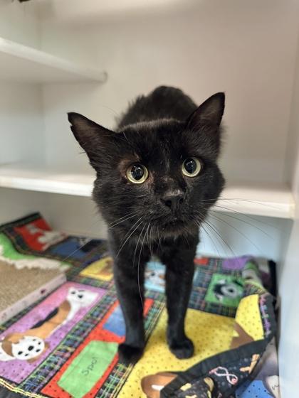 Enlarge Manta Ray Simmons, a Adoptable mixed breed in Traverse City, MI image 3/3