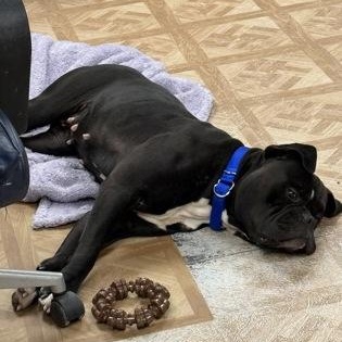 Enlarge Zelda, an adopted American Bulldog in Worcester, MA image 2/2