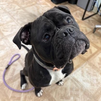Enlarge Zelda, an adopted American Bulldog in Worcester, MA image 1/2