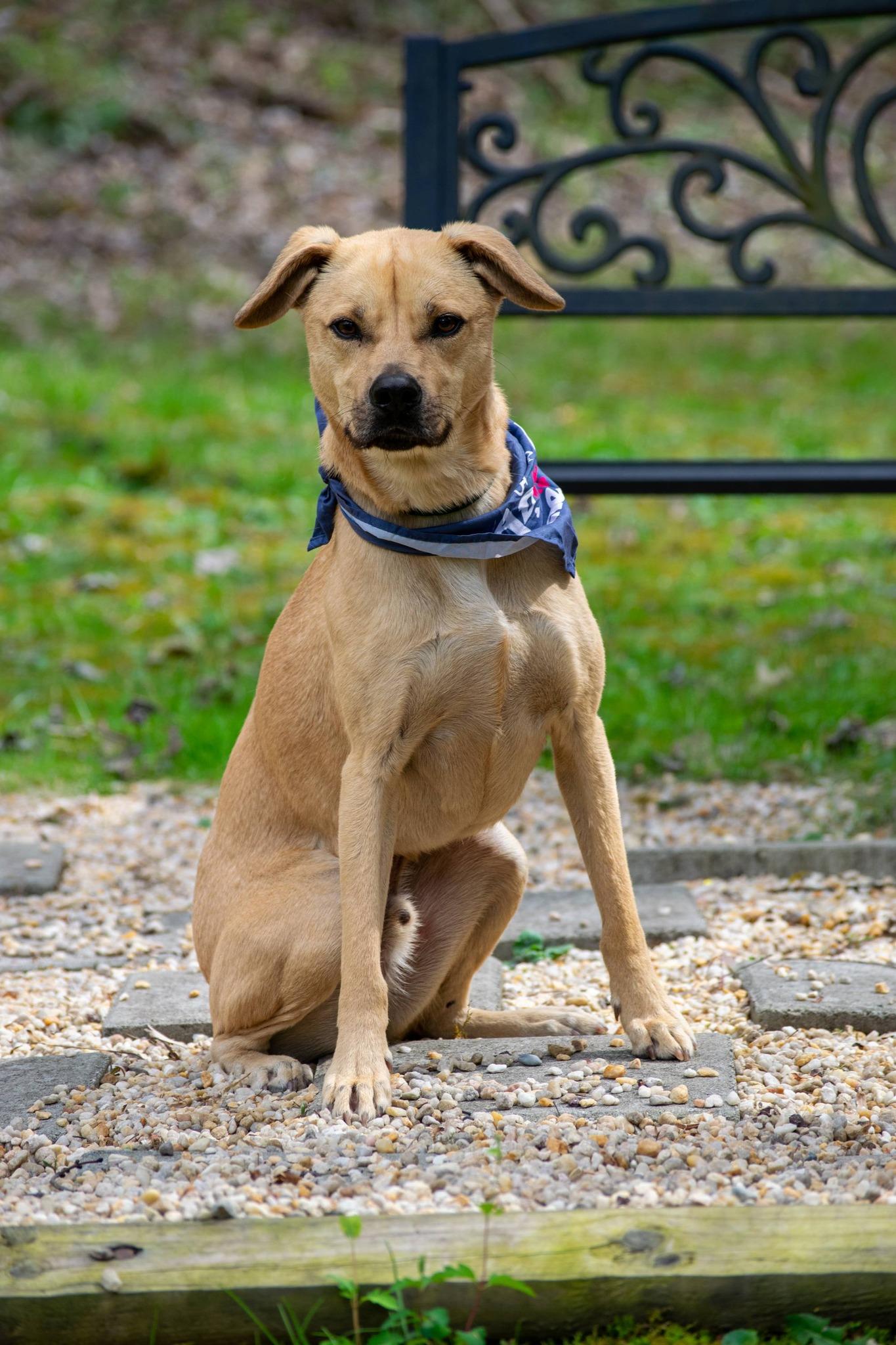 Enlarge Rhett, a ADOPTABLE mixed breed in Sevierville, TN image 2/4