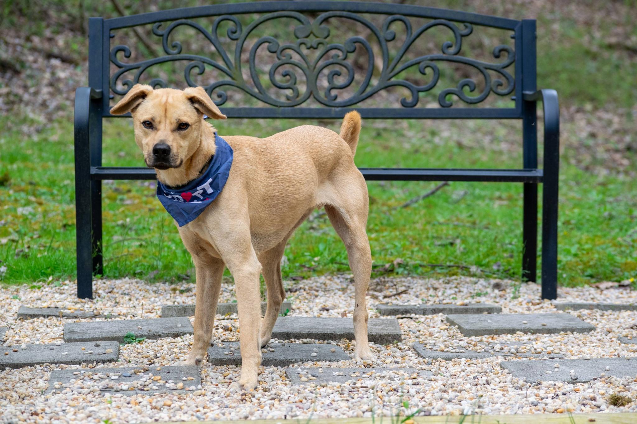 Enlarge Rhett, a ADOPTABLE mixed breed in Sevierville, TN image 4/4