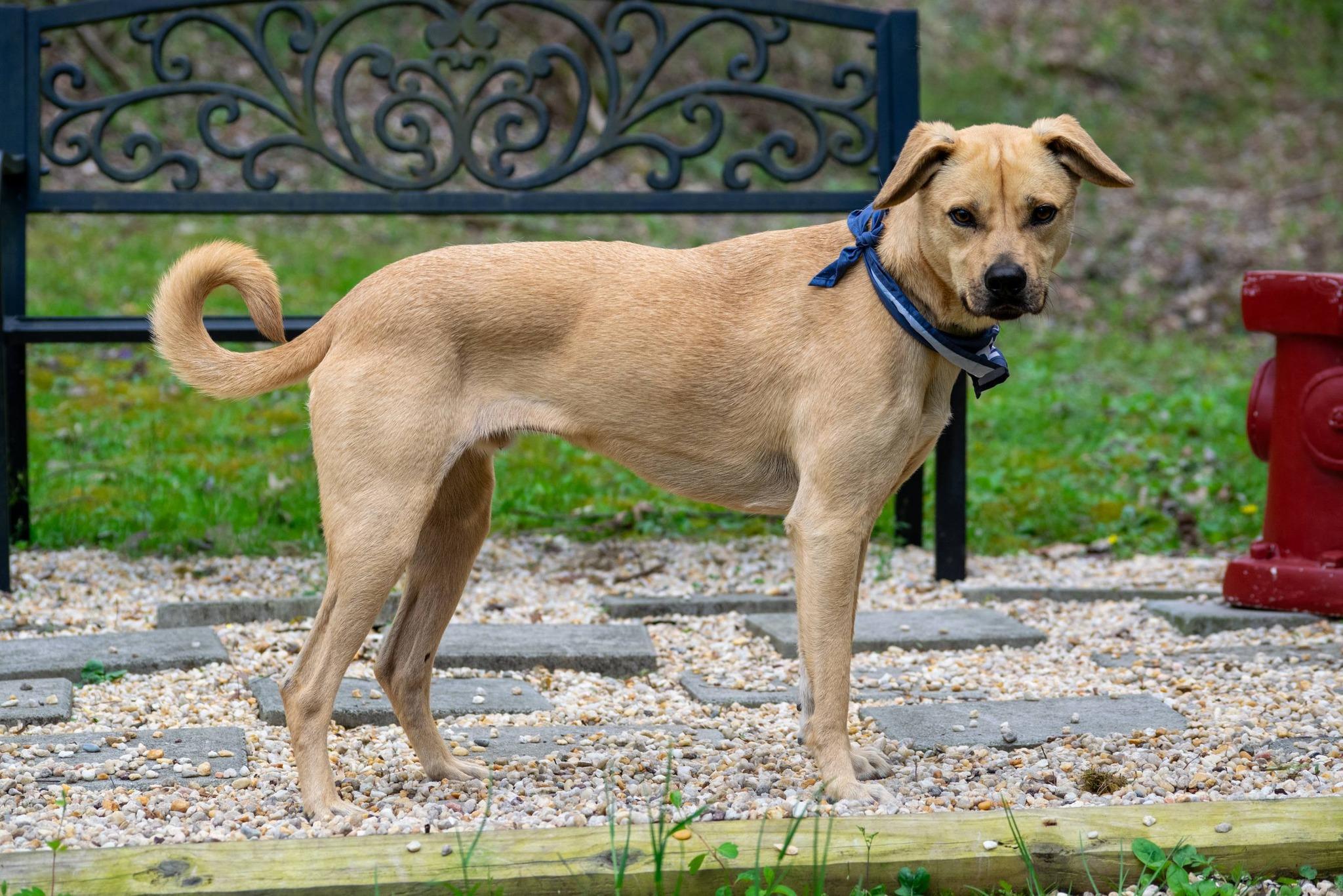 Enlarge Rhett, a ADOPTABLE mixed breed in Sevierville, TN image 3/4