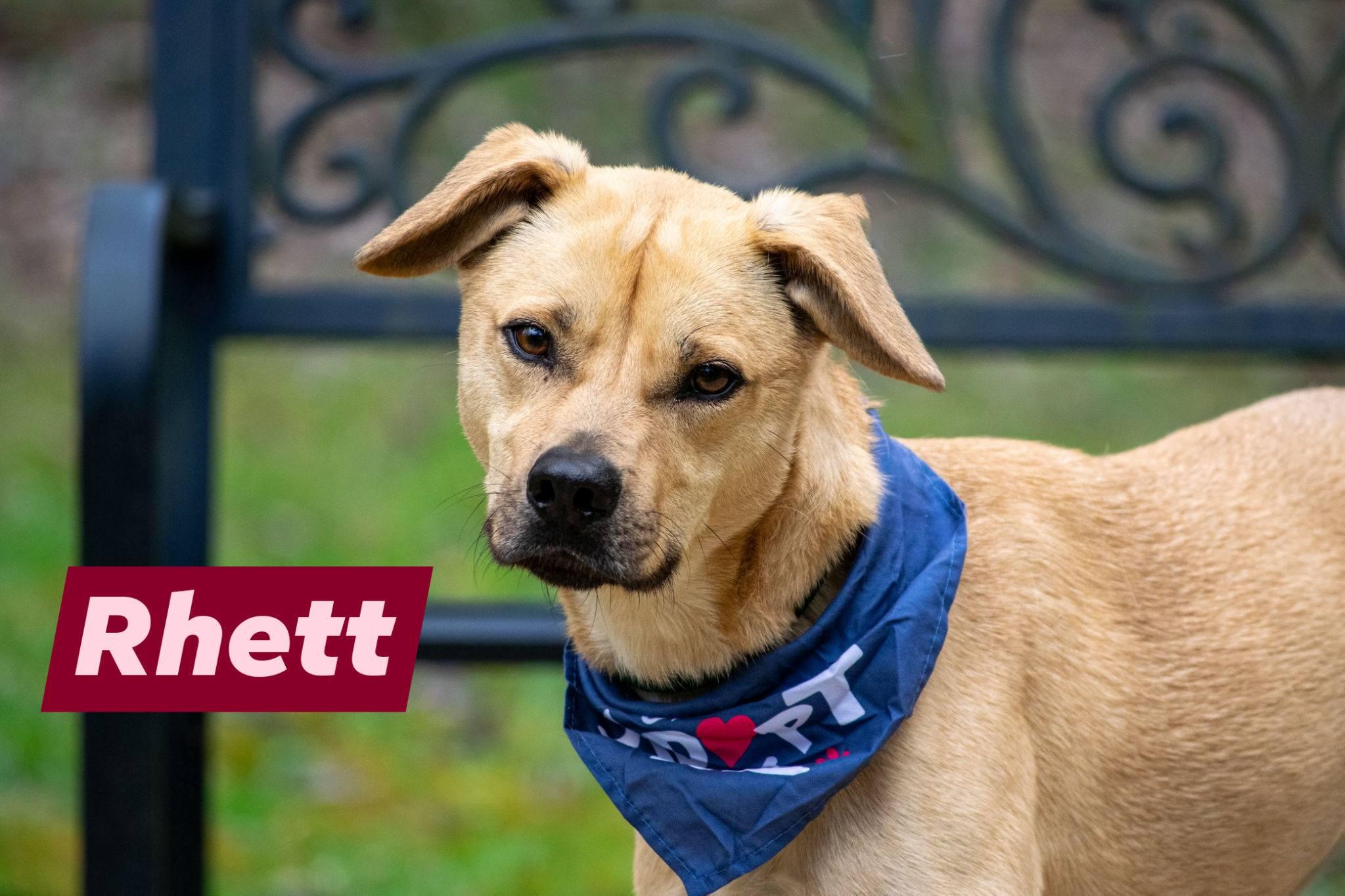 Enlarge Rhett, a ADOPTABLE mixed breed in Sevierville, TN image 1/4