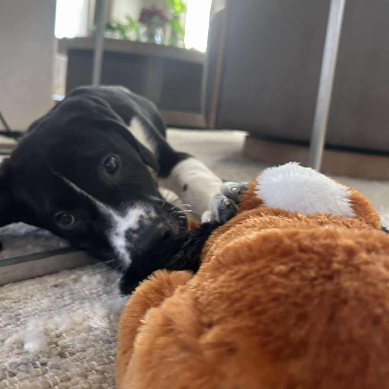 Enlarge Goose, an adopted mixed breed in Pittsburgh, PA image 4/6