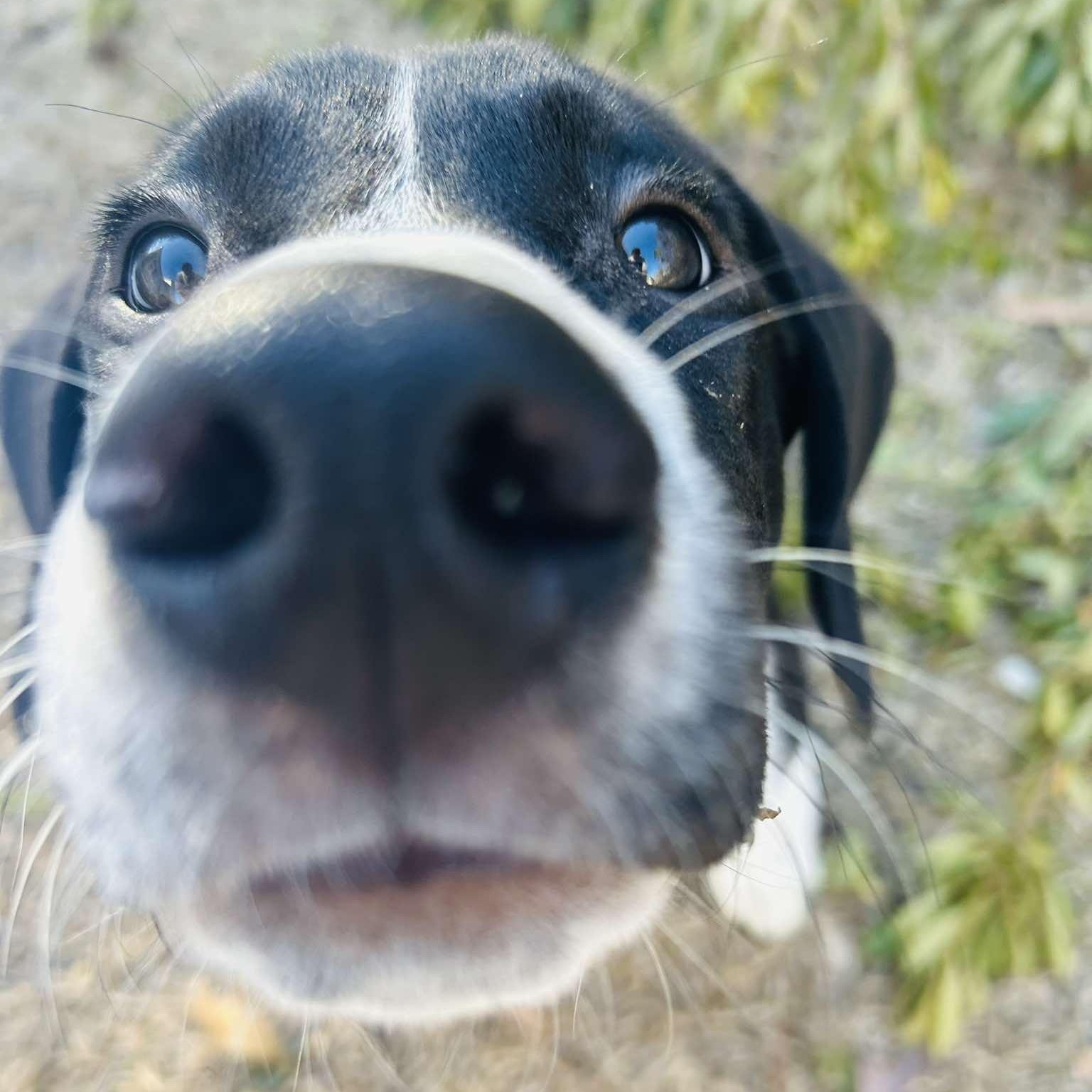 Enlarge Goose, an adopted mixed breed in Pittsburgh, PA image 2/6
