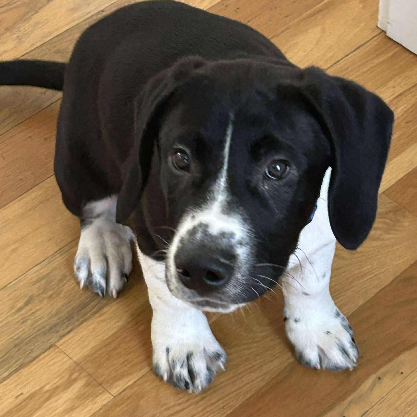 Goose, adopted, Young Male Labrador Retriever.