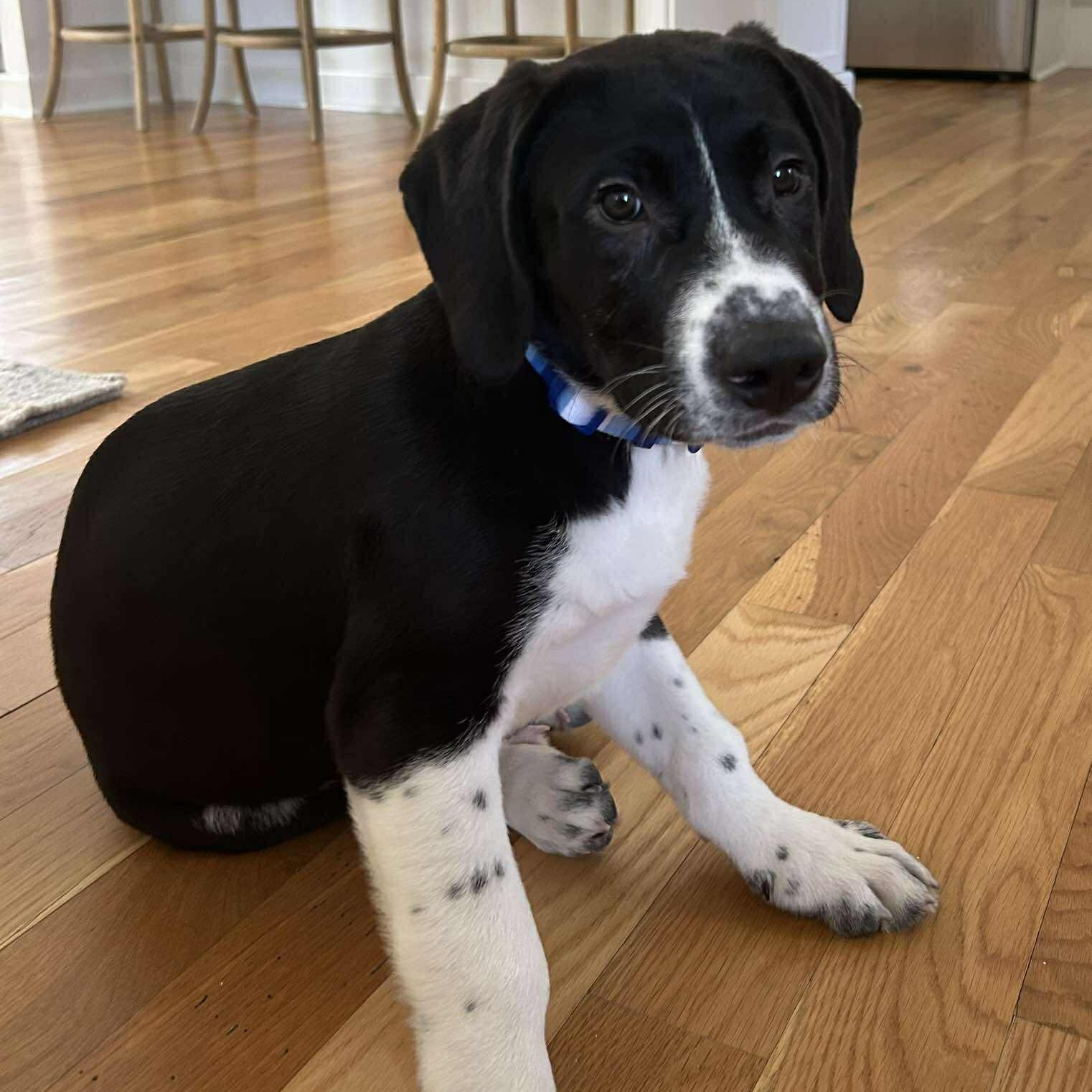Enlarge Goose, an adopted mixed breed in Pittsburgh, PA image 6/6