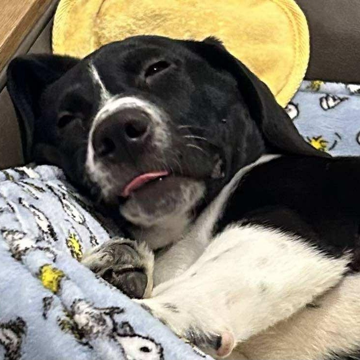 Enlarge Goose, an adopted mixed breed in Pittsburgh, PA image 5/6