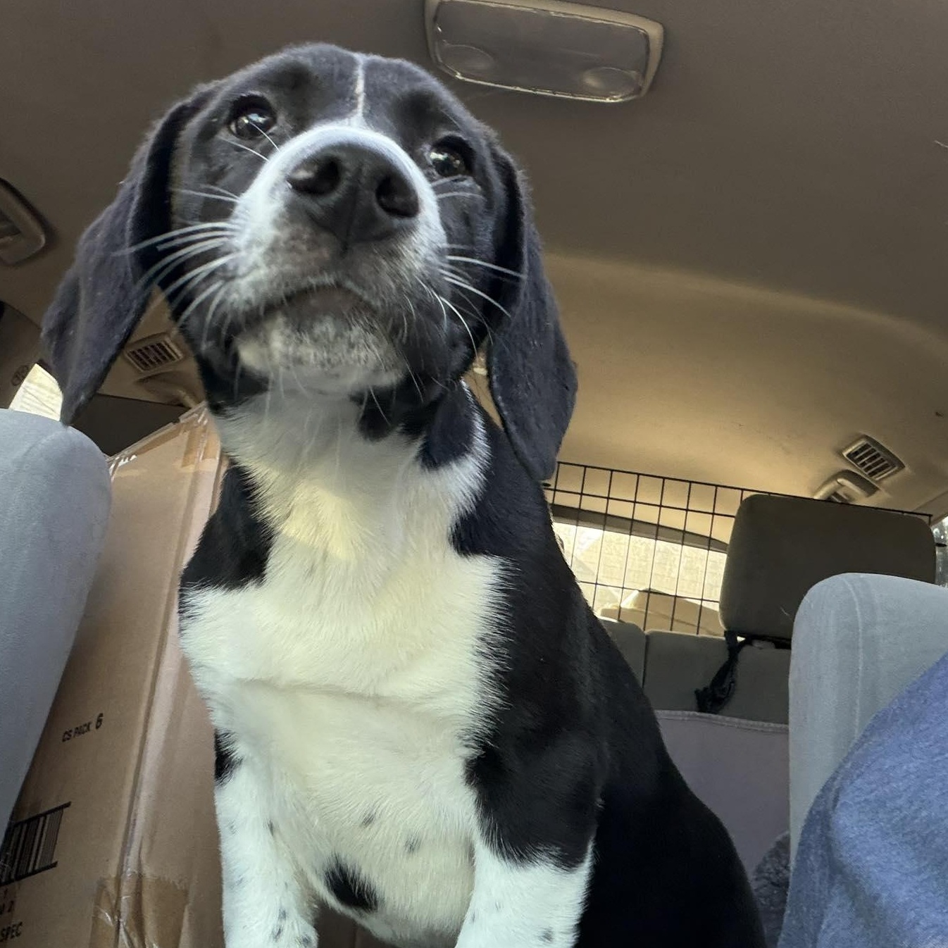 Enlarge Goose, an adopted mixed breed in Pittsburgh, PA image 3/6