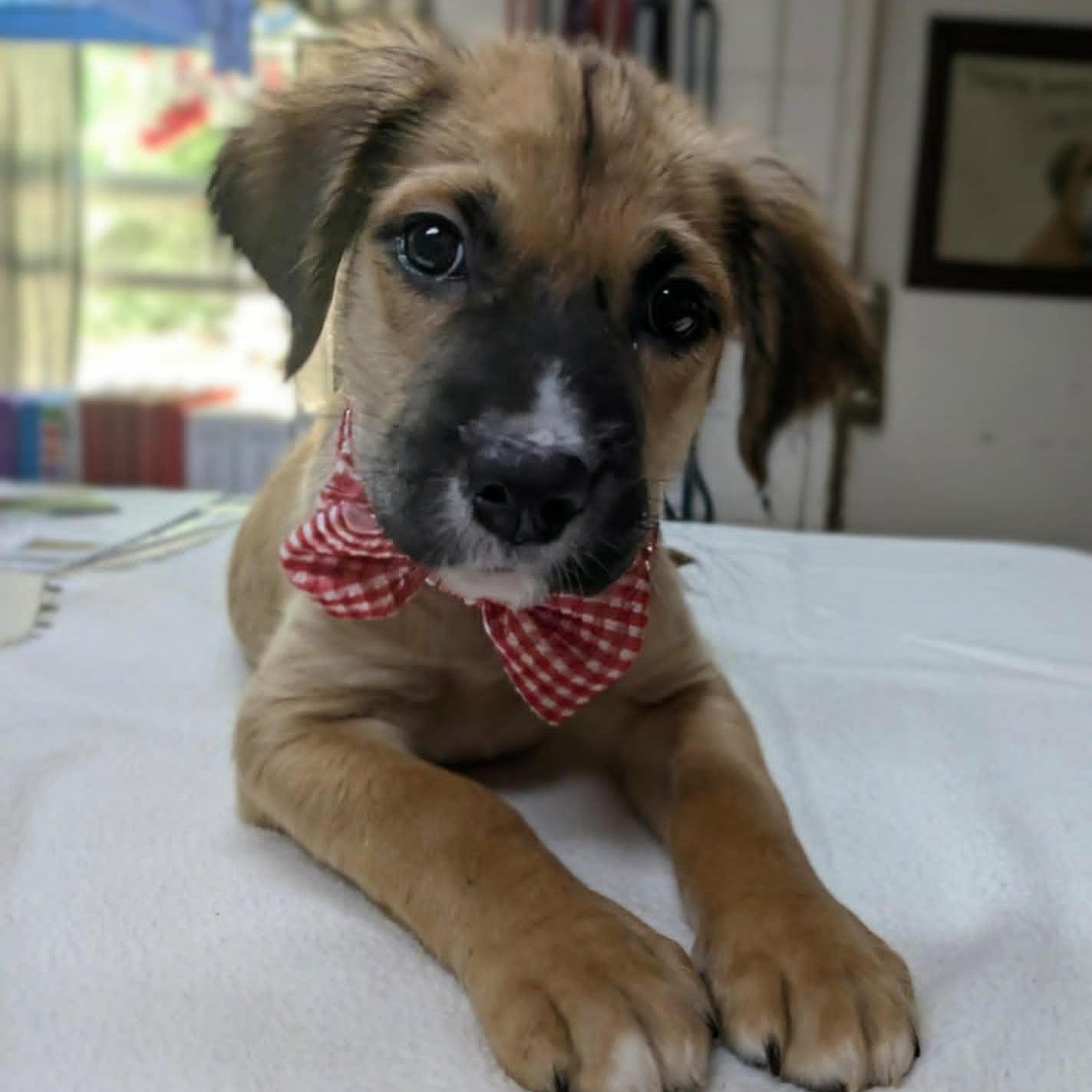 Fuzzbee, adopted, Puppy Male German Shepherd Dog & Labrador Retriever.