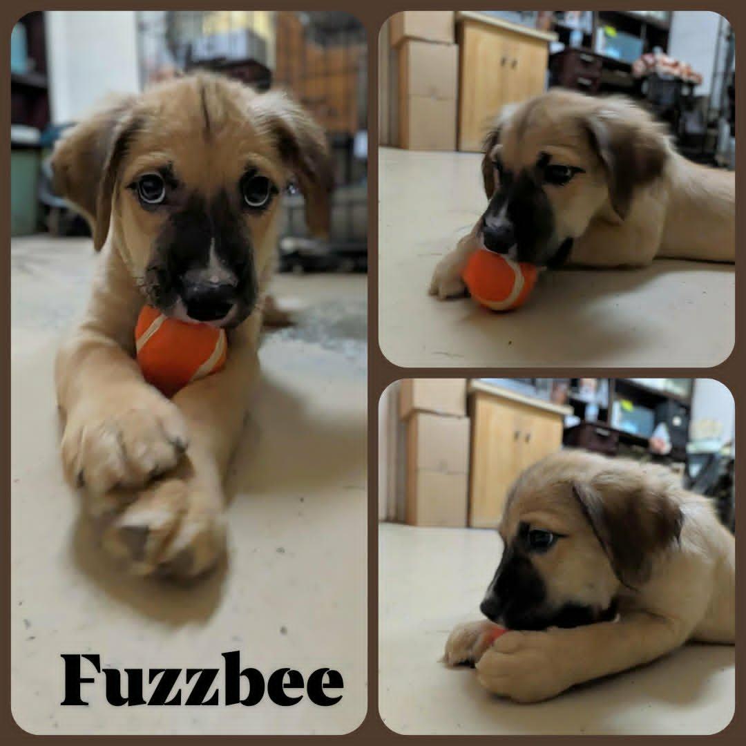 Fuzzbee, an adopted mixed breed in Ozark, AL image 5/6