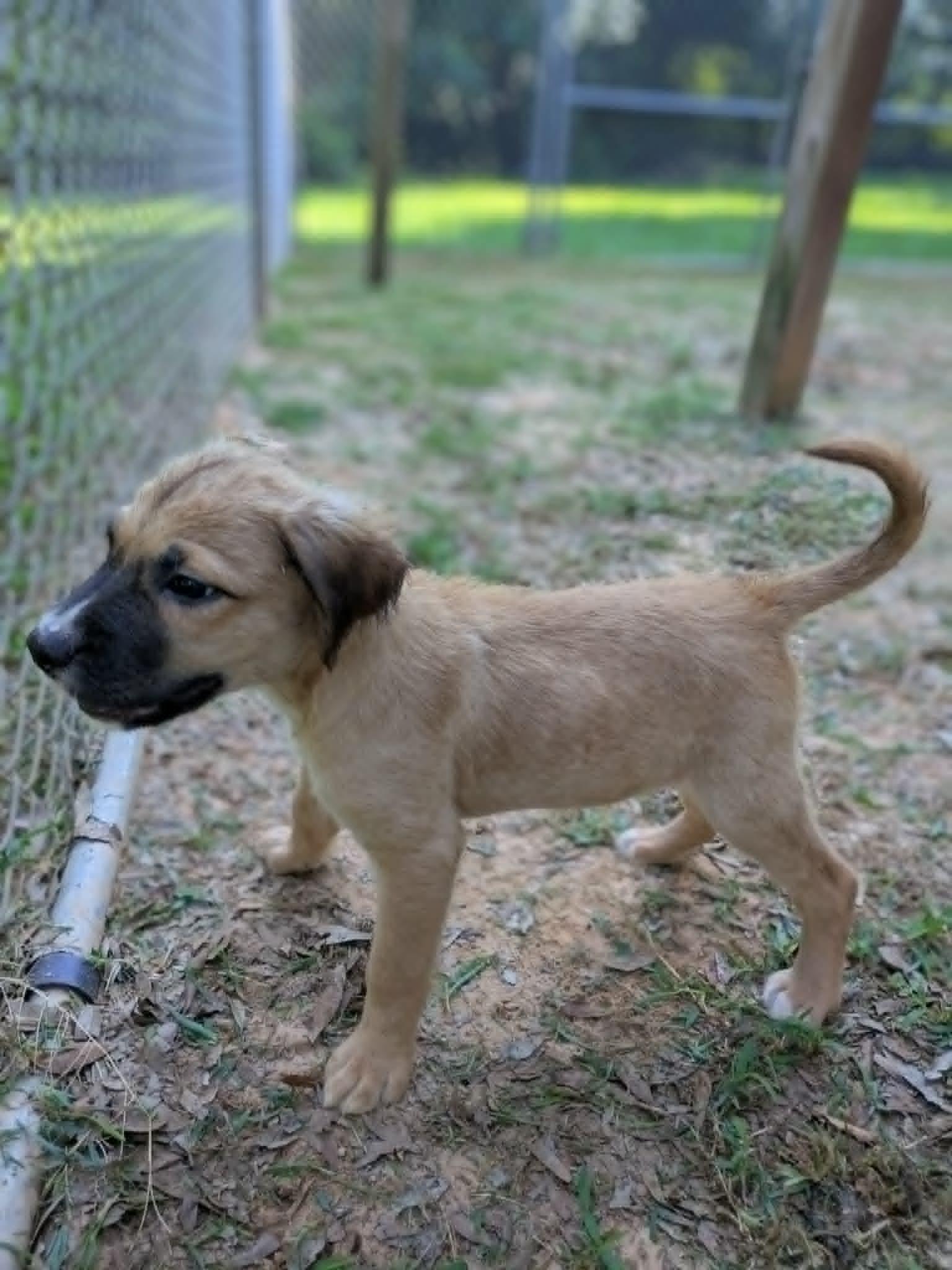 Fuzzbee, an adopted mixed breed in Ozark, AL image 3/6