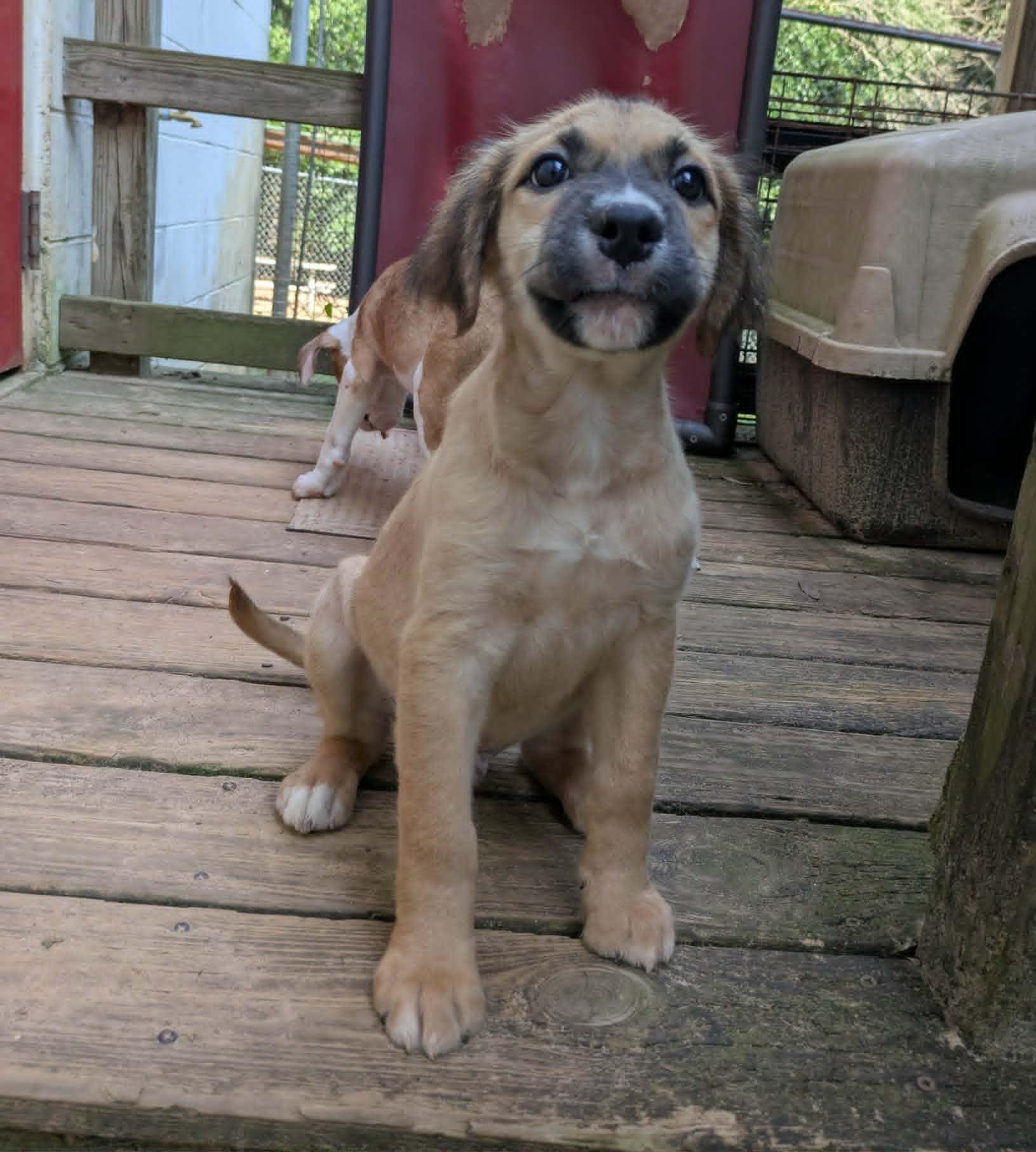 Fuzzbee, an adopted mixed breed in Ozark, AL image 4/6