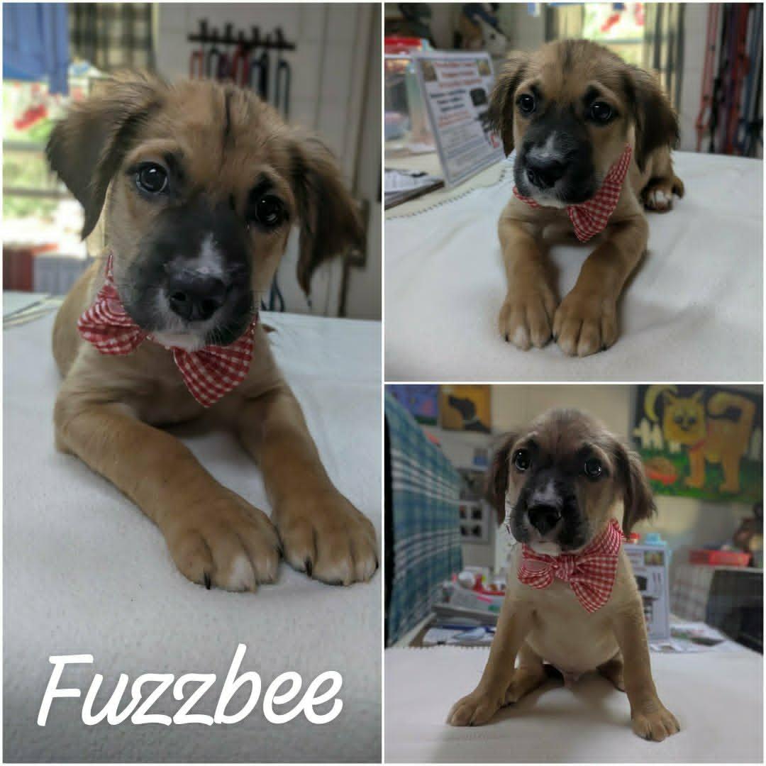 Fuzzbee, an adopted mixed breed in Ozark, AL image 2/6