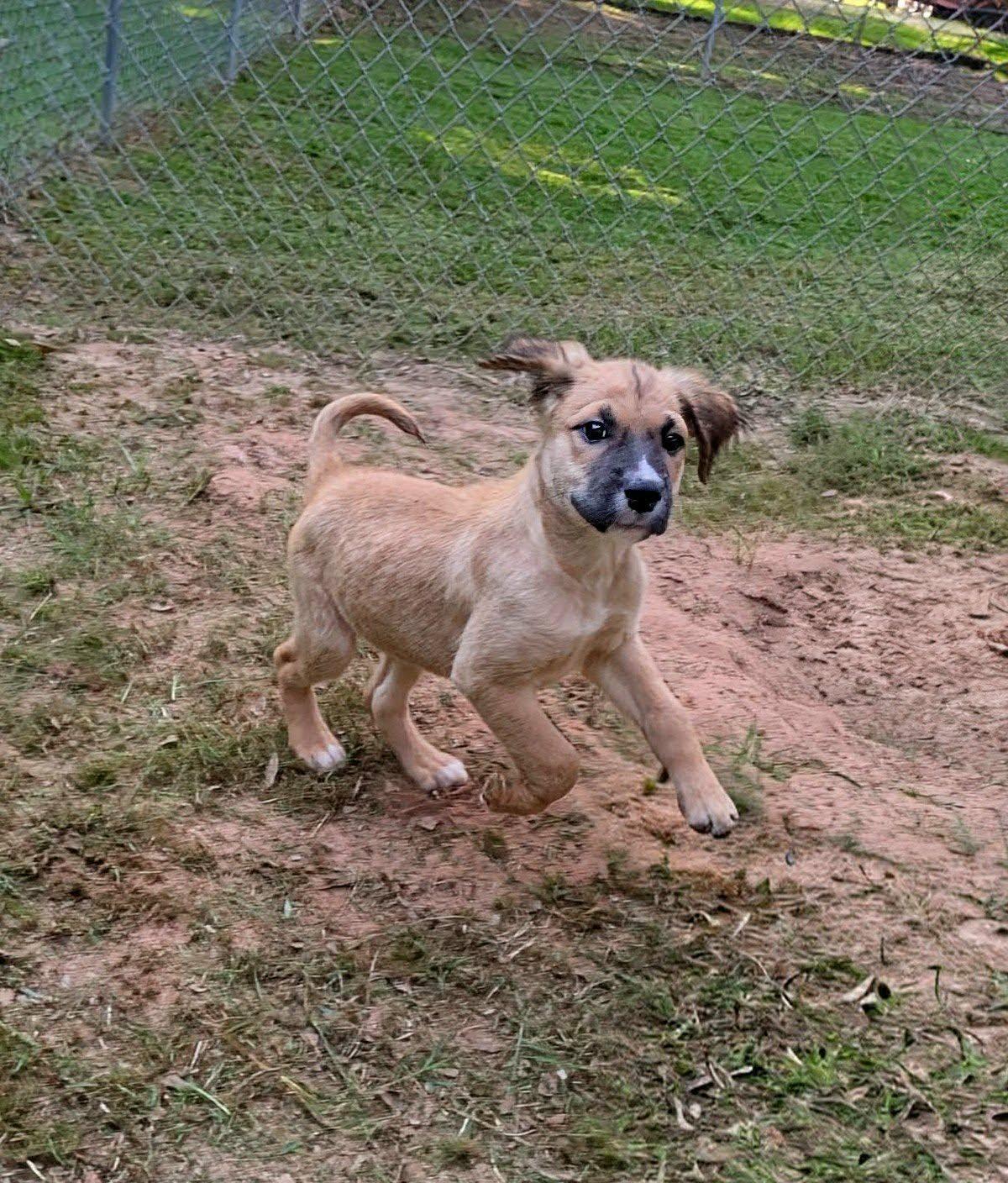 Fuzzbee, an adopted mixed breed in Ozark, AL image 6/6