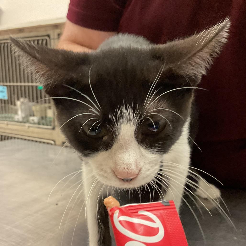 Enlarge Psyche, a Adoptable Domestic Short Hair in Monroe, LA image 1/1